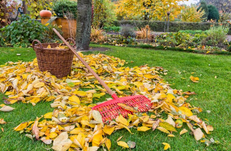 Autumn Lawn Care: What You Need to Do - Best Landscape Ideas