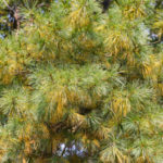 Coniferous Diseases: Diagnosis and Treatment of Schutte