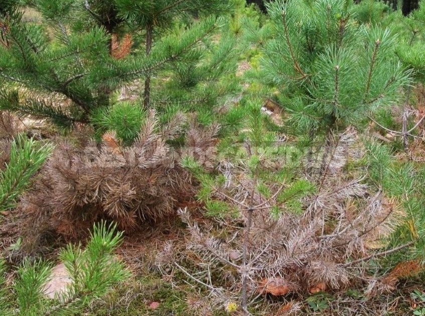 Coniferous Diseases: Diagnosis and Treatment of Schutte