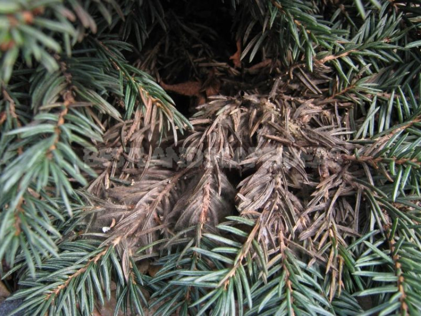 Coniferous Diseases: Diagnosis and Treatment of Schutte