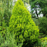 Conifers-Doubles for the South and North Cottages