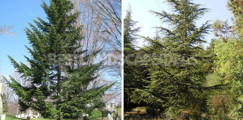Conifers-Doubles for the South and North Cottages