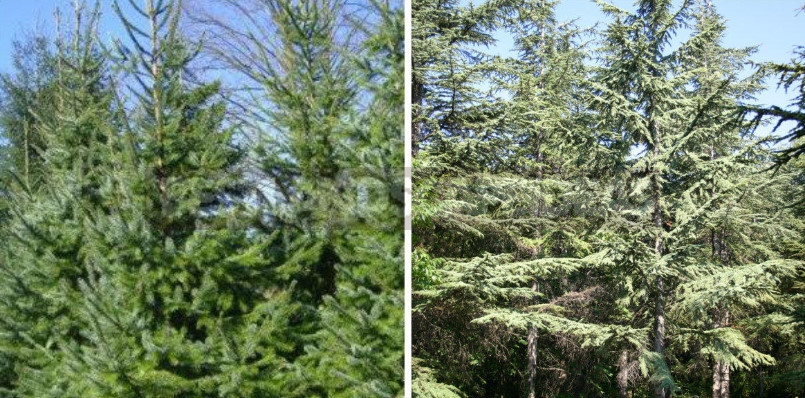Conifers-Doubles for the South and North Cottages