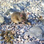 Copper Sulfate Saves Plants From Mice