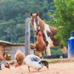 Fertilize the Soil Properly: a Worthy Alternative to Manure and Ash