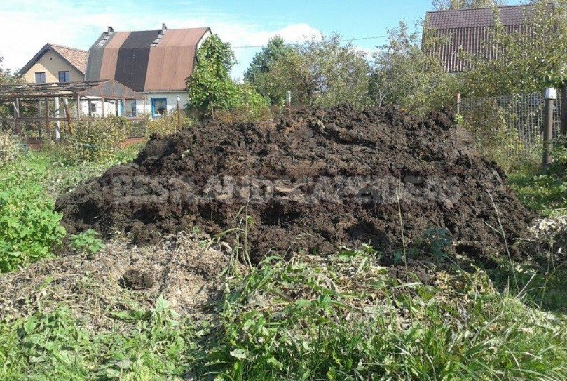 Fertilize the Soil Properly: a Worthy Alternative to Manure and Ash