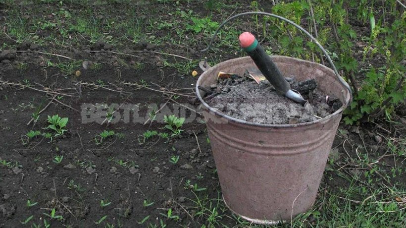 Fertilize the Soil Properly: a Worthy Alternative to Manure and Ash