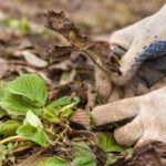 Fusarium Wilt of Strawberry
