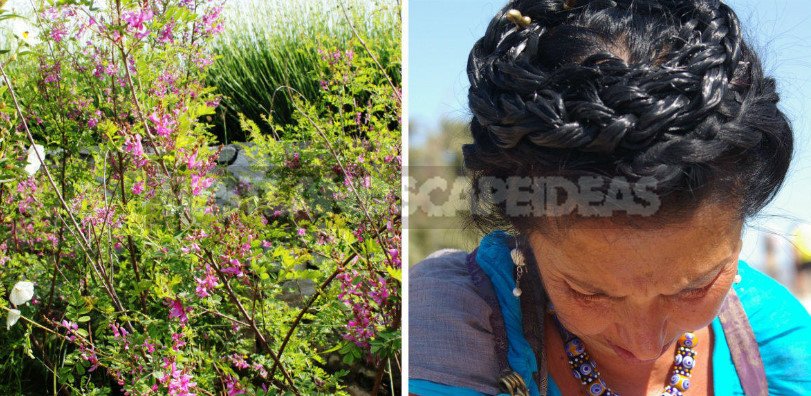 Garden Plants for Hair Beauty and Health