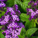 Heliotropium: Planting and Care, Species and Varieties