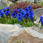 Gentian: Cultivation and Reproduction