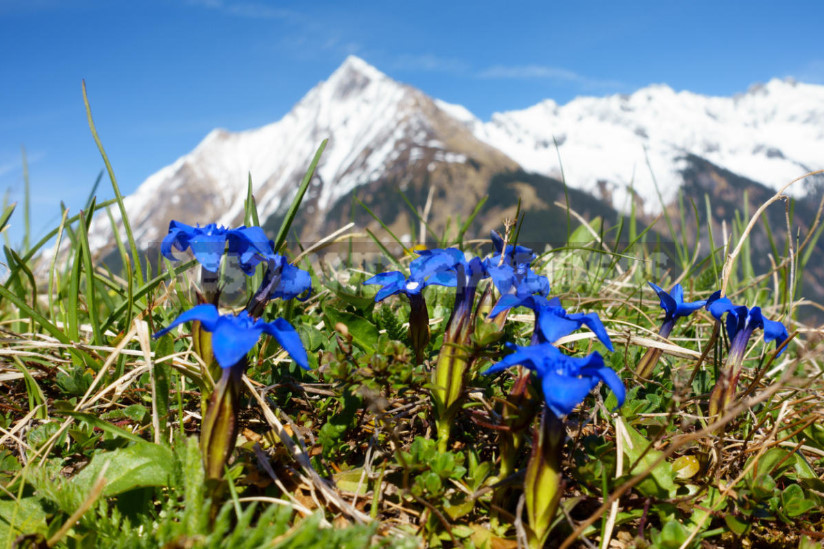 Gentian: Cultivation and Reproduction