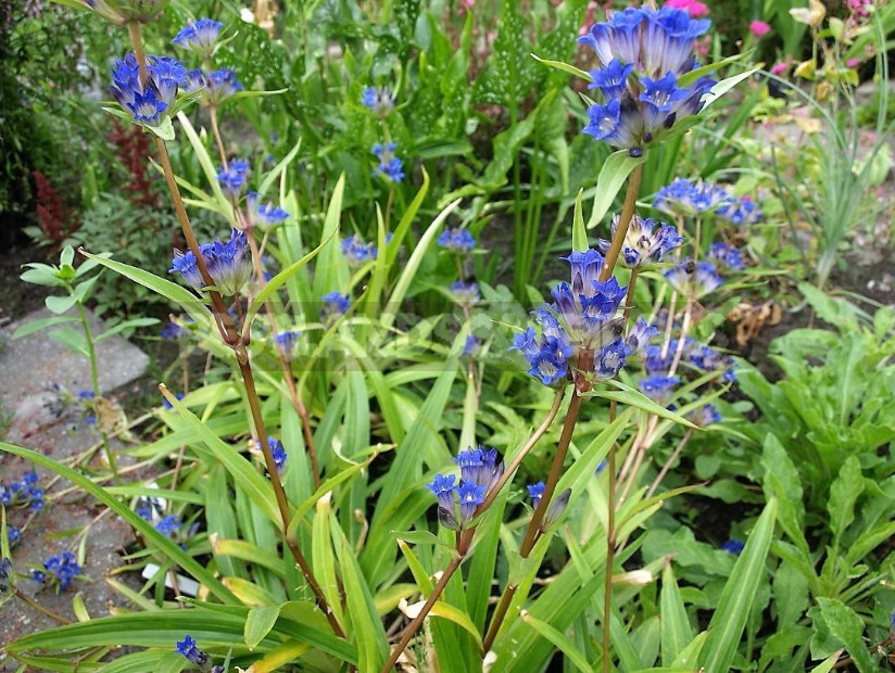 Gentian: Cultivation and Reproduction