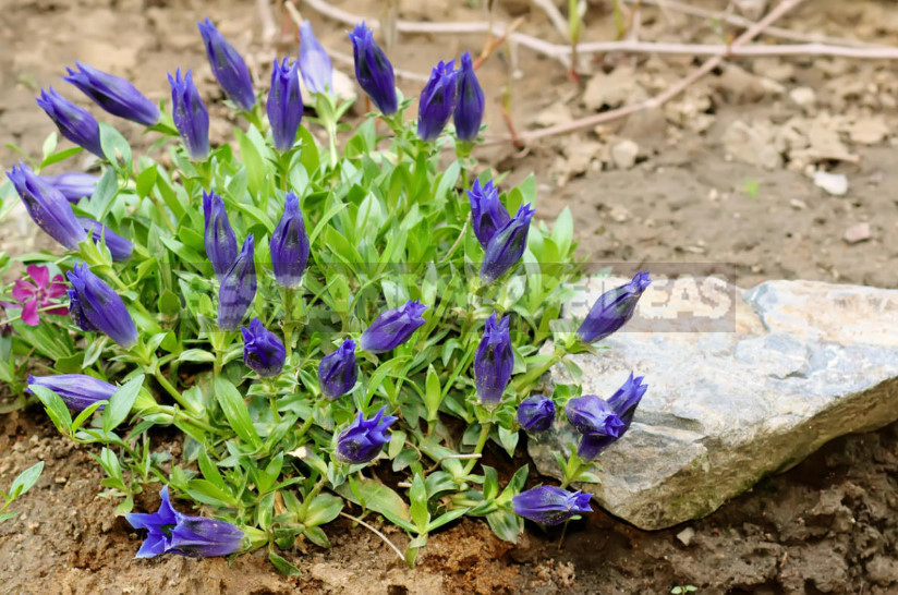 Gentian: Cultivation and Reproduction