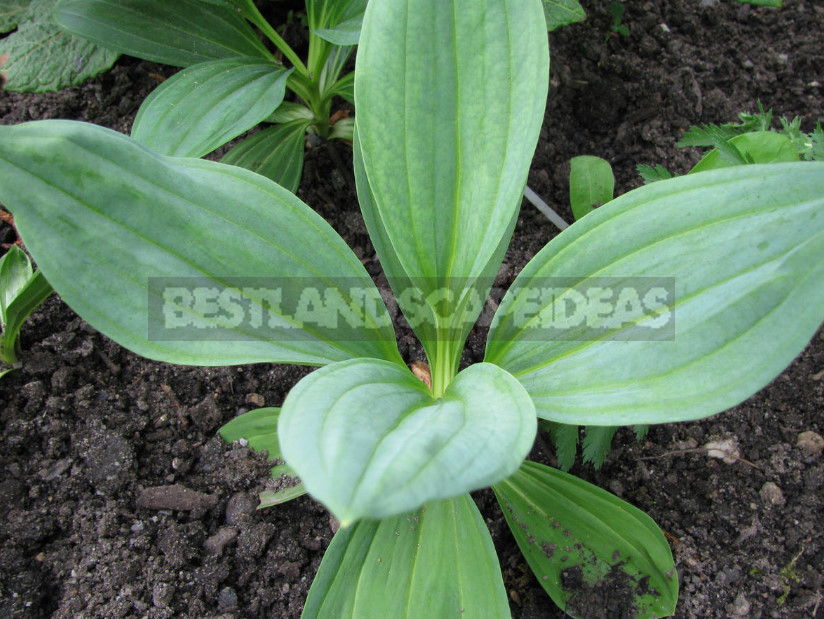 Gentian: Cultivation and Reproduction