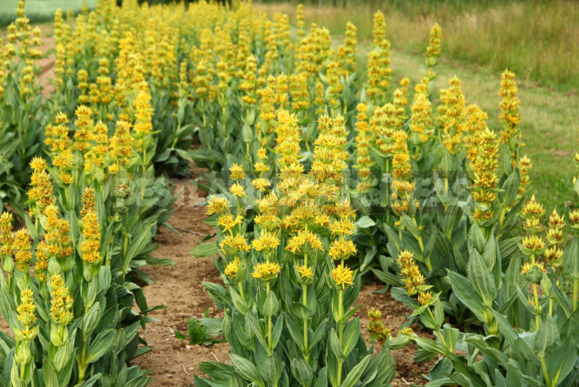 Gentian: Cultivation and Reproduction