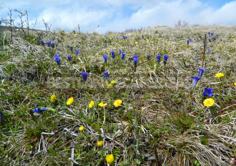 Gentian: Cultivation and Reproduction