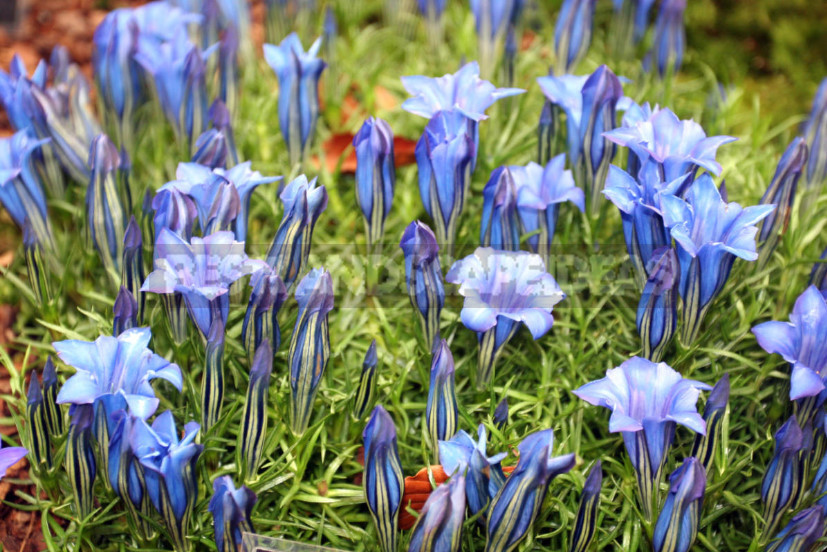 Gentian: Cultivation and Reproduction