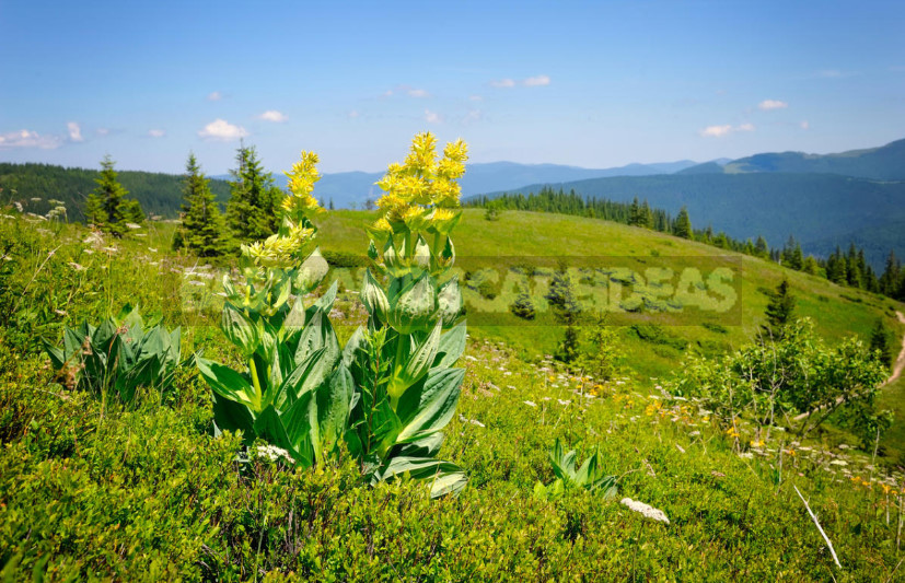 Gentian: Cultivation and Reproduction