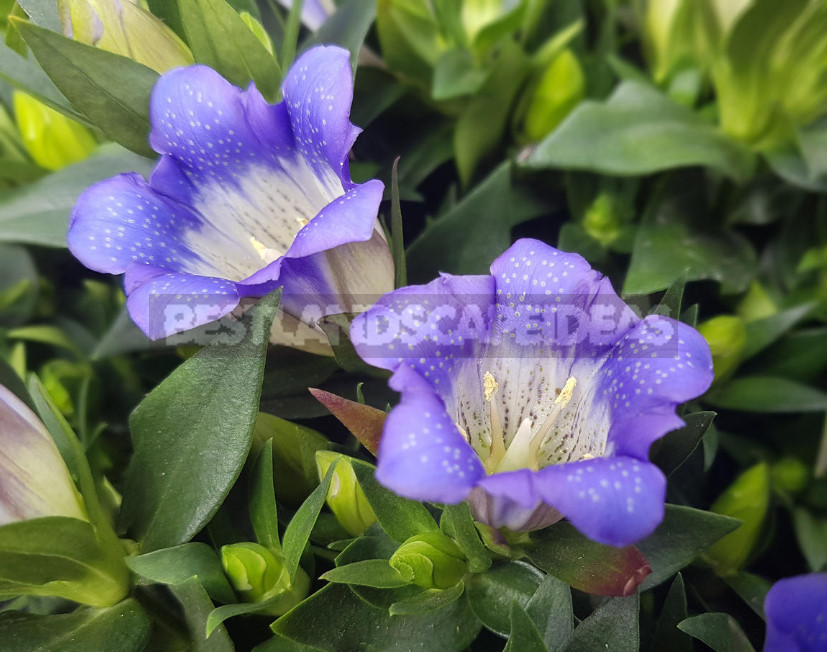 Gentian: Cultivation and Reproduction