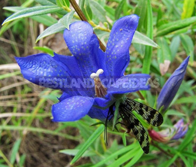 Gentian: Cultivation and Reproduction