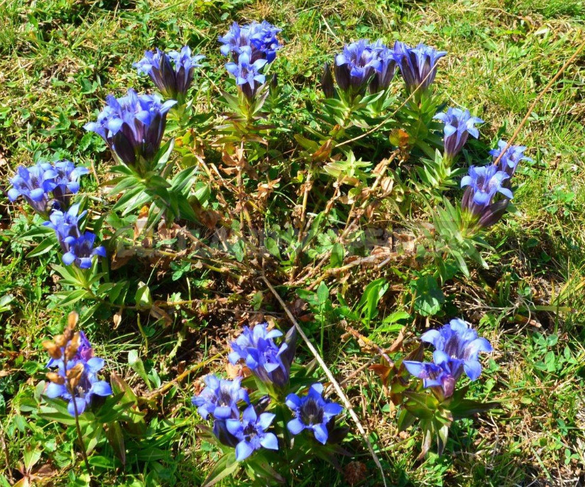 Gentian: Cultivation and Reproduction