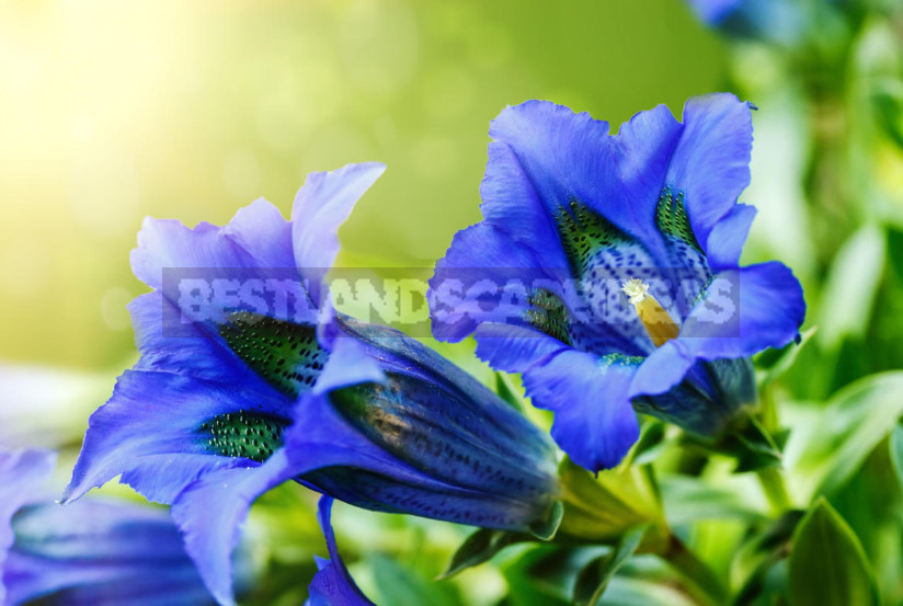 Gentian: Cultivation and Reproduction