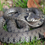 Snake Repeller: Types, Advantages, Models