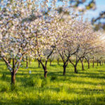How to Lay Garden: Reflections of a Green Thumb