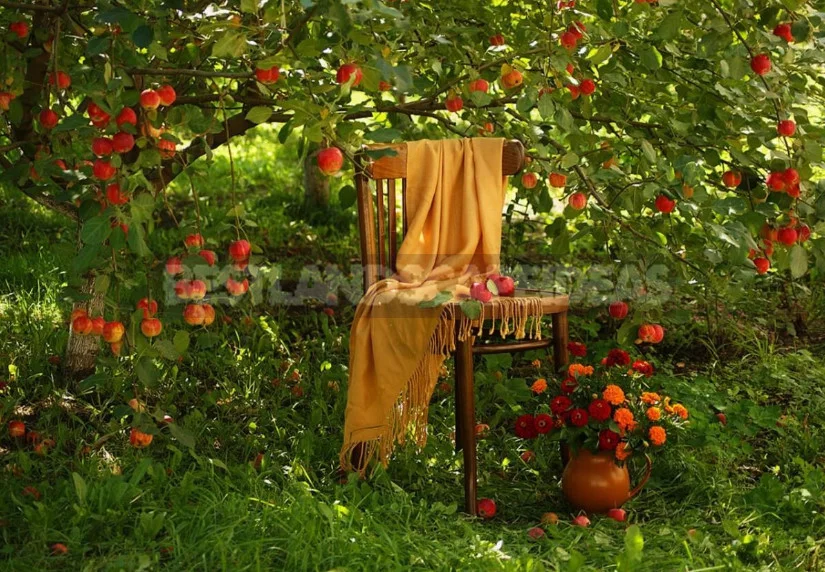 How to Lay Garden: Reflections of a Green Thumb