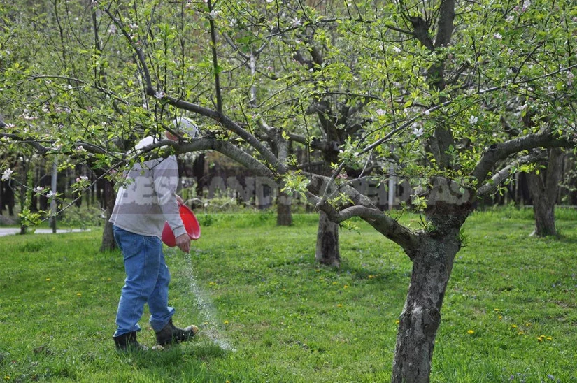 How to Lay Garden: Reflections of a Green Thumb