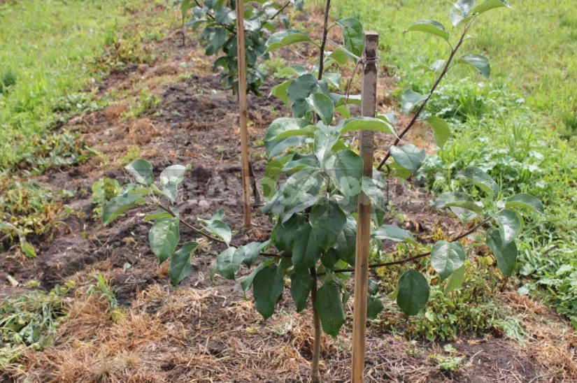 How to Lay Garden: Reflections of a Green Thumb