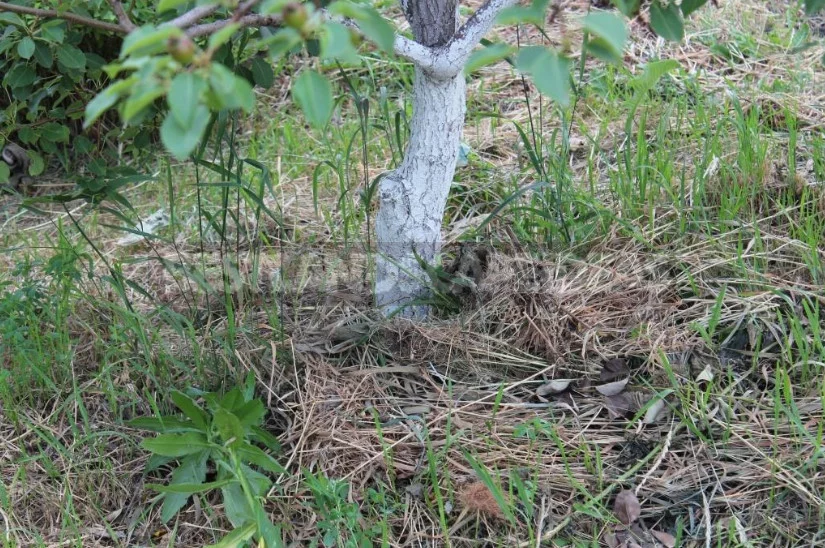 How to Lay Garden: Reflections of a Green Thumb