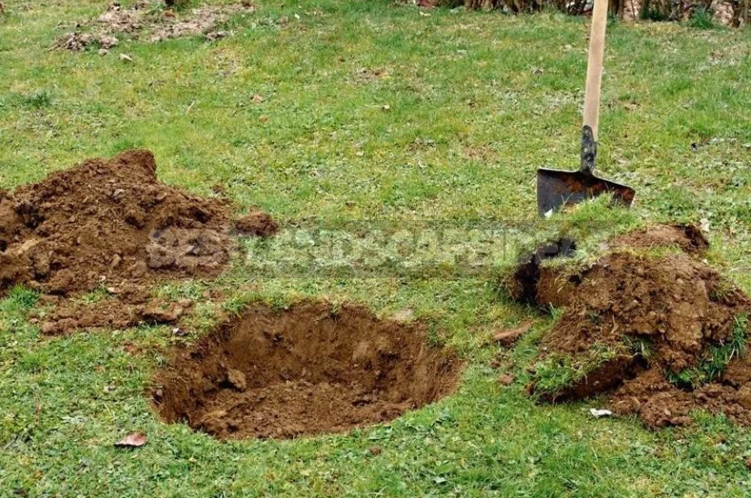 How to Lay Garden: Reflections of a Green Thumb