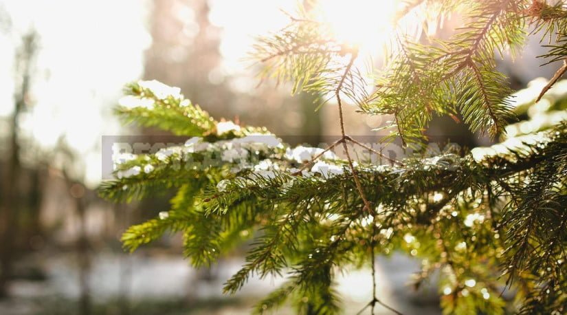 Shelter Plants for the Winter: Traditional and Modern Ways