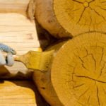 How to Protect Buildings Made of Wood: Choose the Best Antiseptic