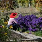 It’s Time to Rest: Preparing Perennials for Winter