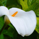 Calla in the Garden: Planting and Care, Types and Varieties