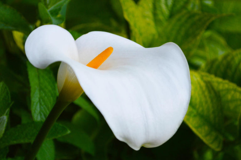 Calla in the Garden: Planting and Care, Types and Varieties - Best ...