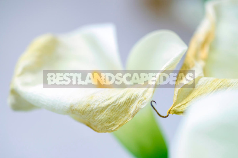 Calla in the Garden: Planting and Care, Types and Varieties
