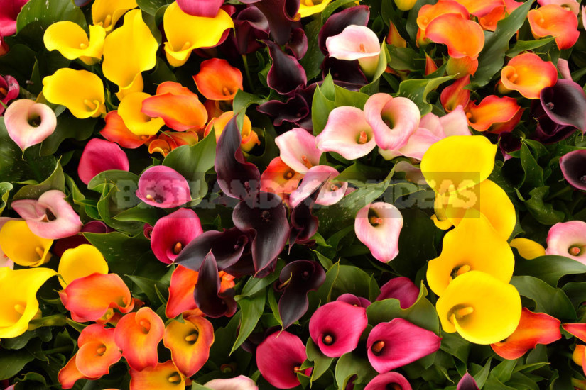 Calla in the Garden: Planting and Care, Types and Varieties
