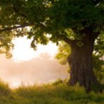 Oak: Planting and Care. Types, Photos