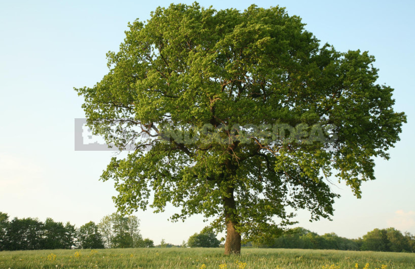 Oak: Planting and Care. Types, Photos