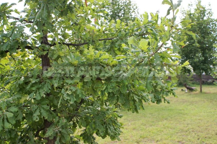 Oak: Planting and Care. Types, Photos