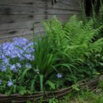 Ferns for Gardens: Views, Photos