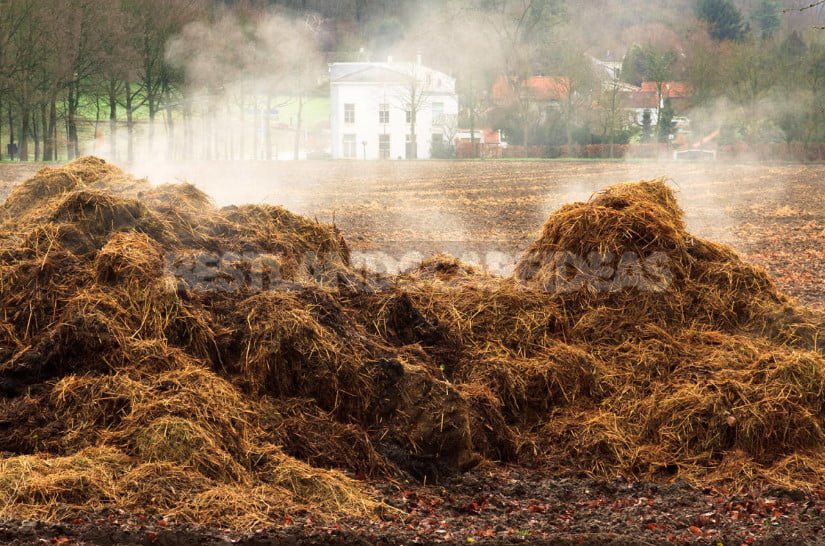 Organic Fertilizers: Choose Useful for the Soil