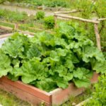 Prepare Perennial Vegetables for Winter