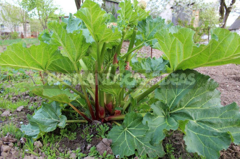 Prepare Perennial Vegetables for Winter