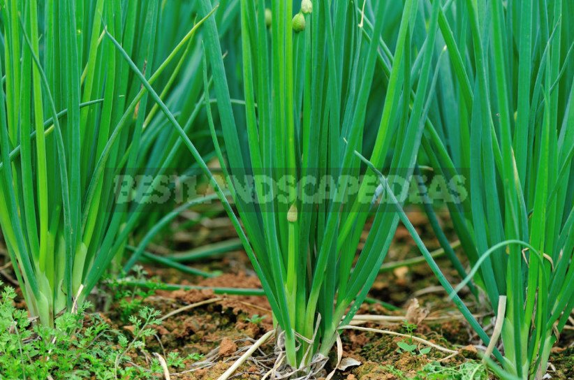 Prepare Perennial Vegetables for Winter