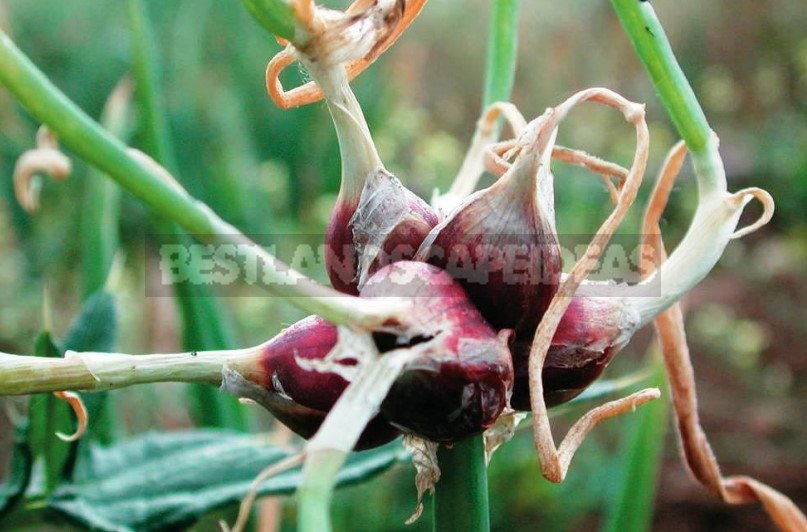 Prepare Perennial Vegetables for Winter